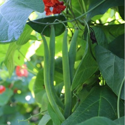Picture of Runner Bean Aintree